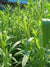 Estragonöl Artemisia dracunculus