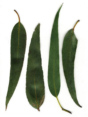 Eukalyptusöl globulus bio (100% naturreines ätherisches Öl), Eucalyptus globulus - feeling