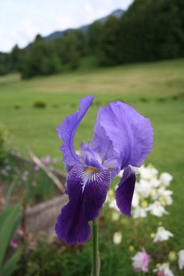 Iris Absolue 50:50 in Alkohol Iris pallida (100% naturreines ätherisches  Öl) - feeling - Zauber der Düfte
