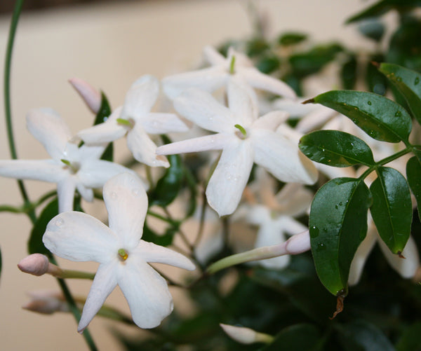 Jasminöl (100% naturreines ätherisches Öl), Jasminum grandiflorum - feeling 