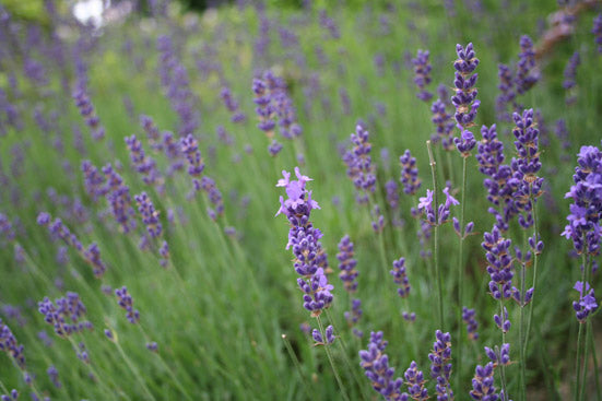 Lavendelöl fein (100% naturreines ätherisches Öl), Lavandula officinalis -  feeling
