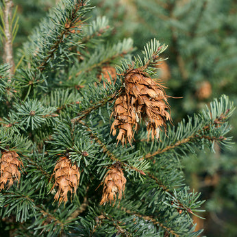 Douglasfichtenl bio (100% naturreines therisches l), Pseudotsuga menziesii - feeling - Zauber der Dfte Douglasfichtenl bio (100% naturreines therisches l), Pseudotsuga menziesii - feeling - Zauber der Dfte