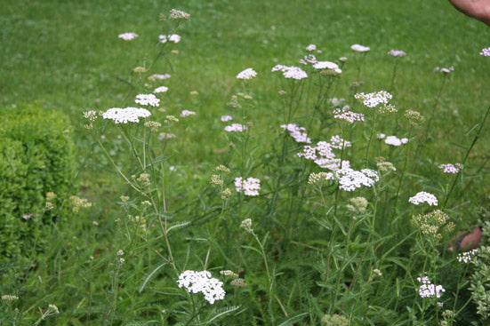 Deve Herbes Ätherisches Schafgarbenöl (Achillea Millefolium), Rein, Dampfdestilliert, 10 Ml In Braunglasflasche Mit Tropfer
