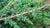 Virginia Zedernöl Juniperus virginiana