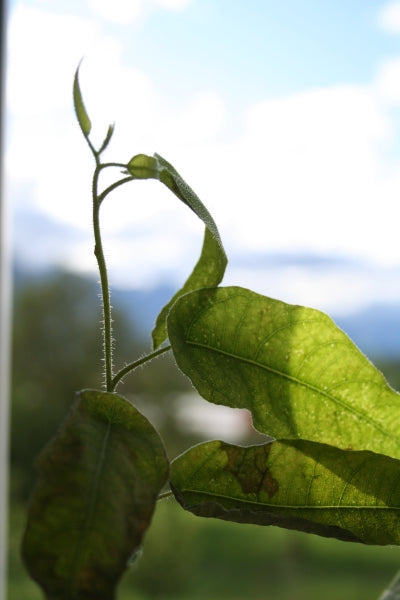 Eukalyptusöl citriodora bio (100% naturreines ätherisches Öl), Eucalyptus citriodora - feeling