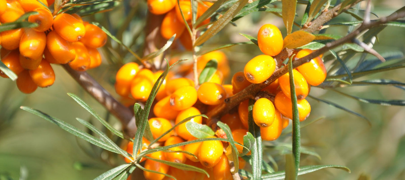 Pflanzenöle für die Ernährung und Küche