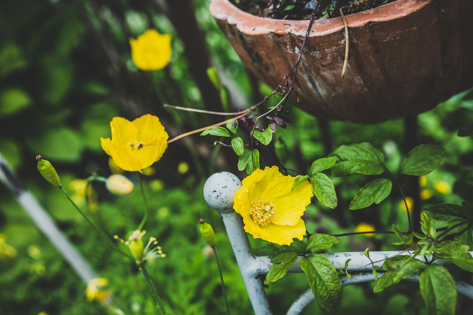 Rohstoffe für Naturkosmetik