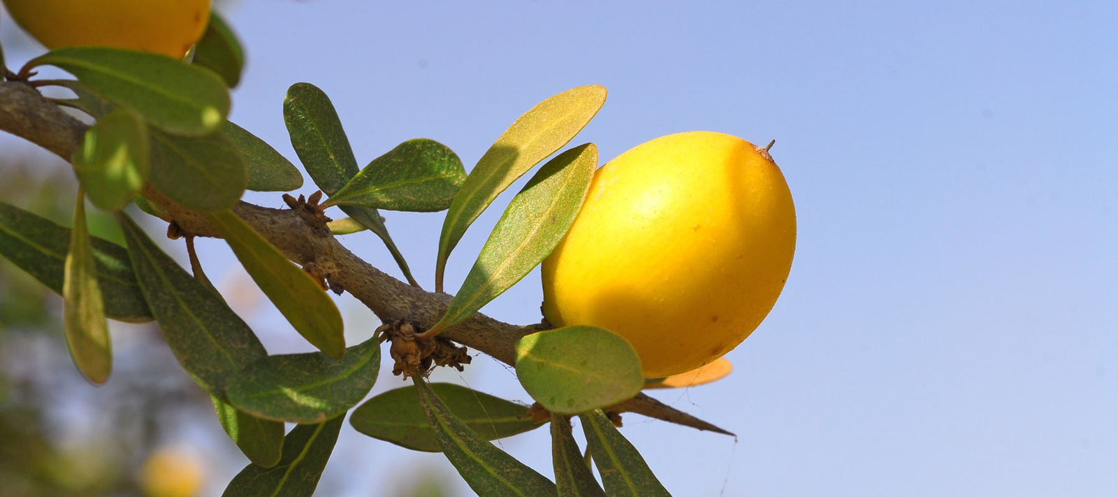 Alle nativen Pflanzenöle und Pflanzenfette