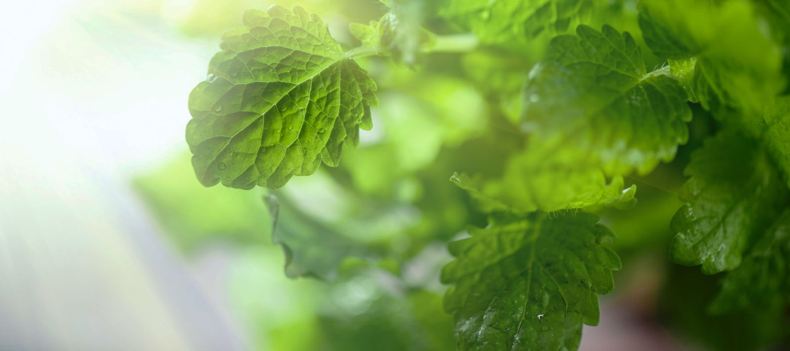 Naturbelassene Hydrolate