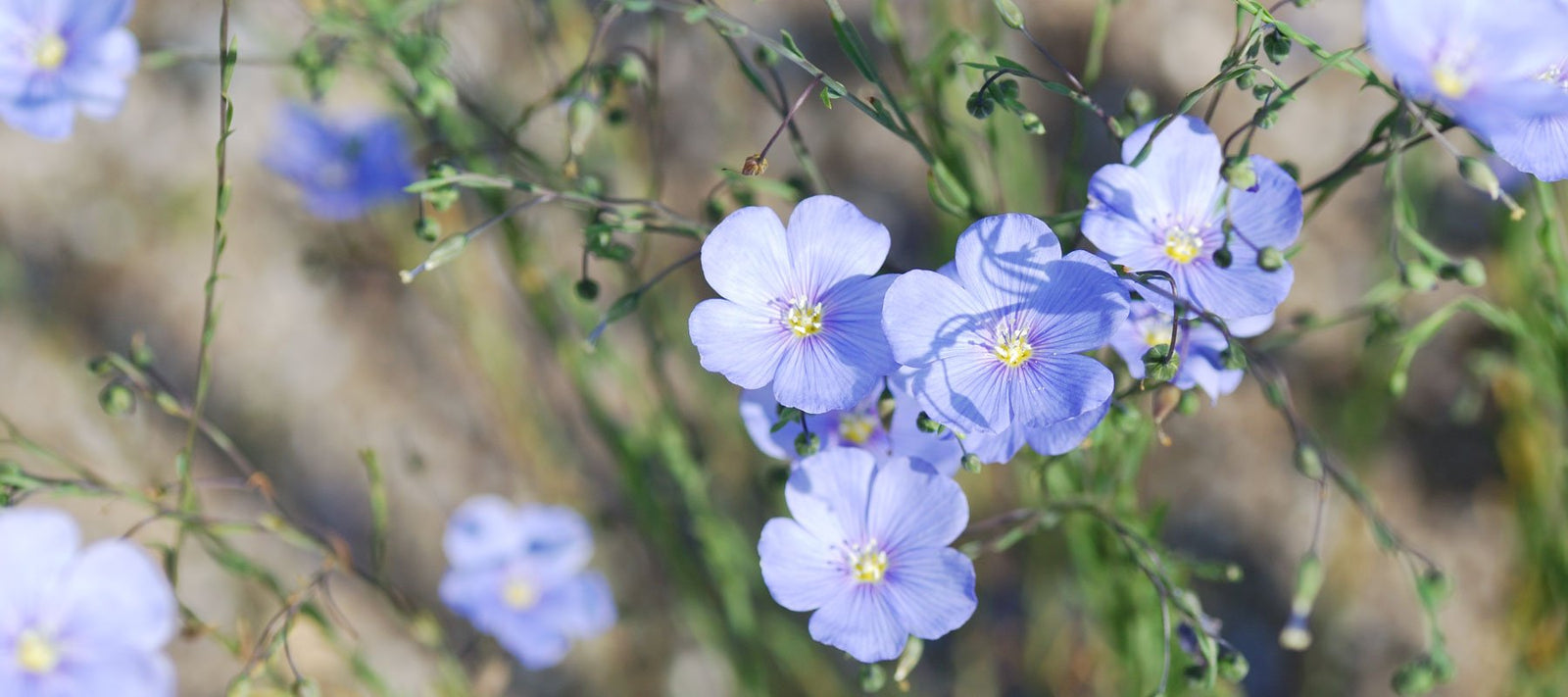 Pflanzenöle für die Gesundheit