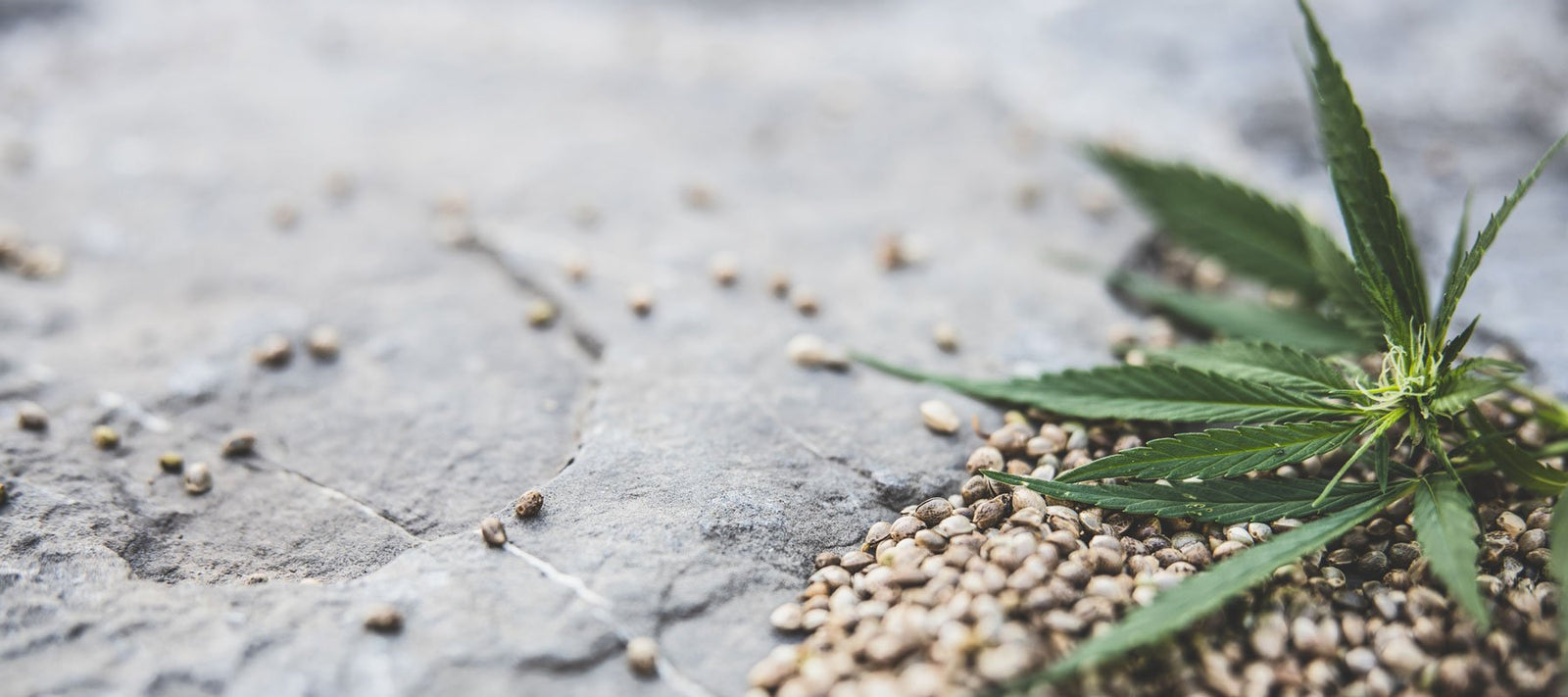 Pflanzenöle für das Nervensystem