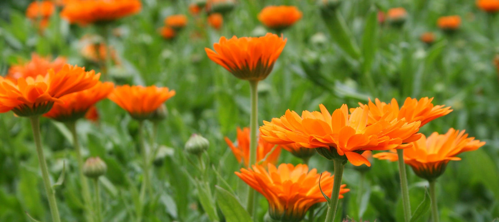 Pflanzenöle für die Schönheit - Hautpflegeöle