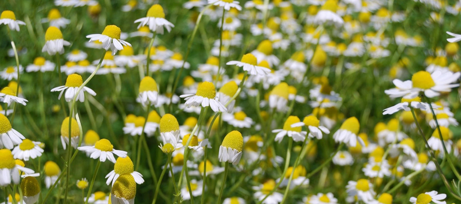 Duftkompositionen mild und für Kinder