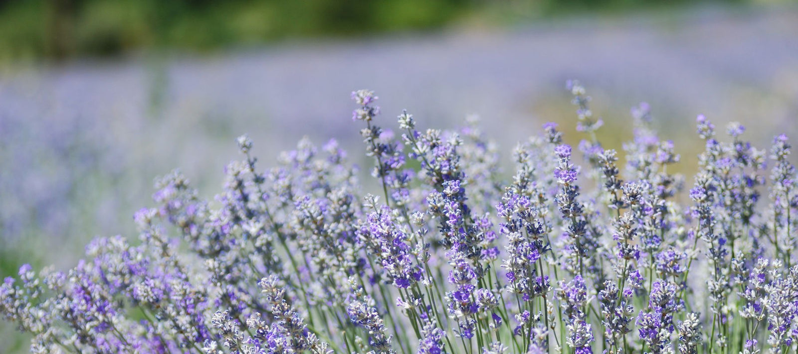 Natürliche Handpflege und Fußpflege