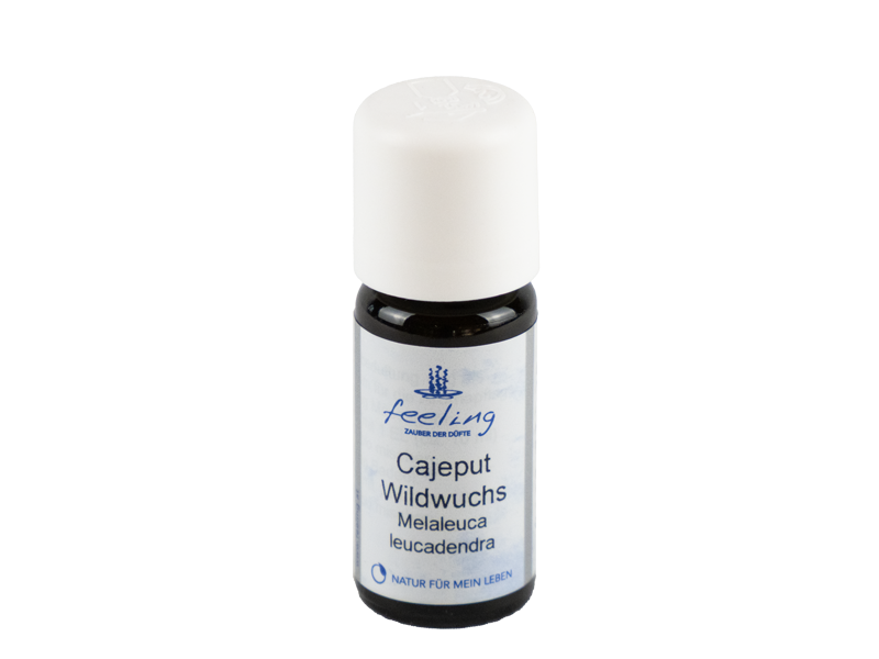 Cajeputöl Wildwuchs Melaleuca leucadendra