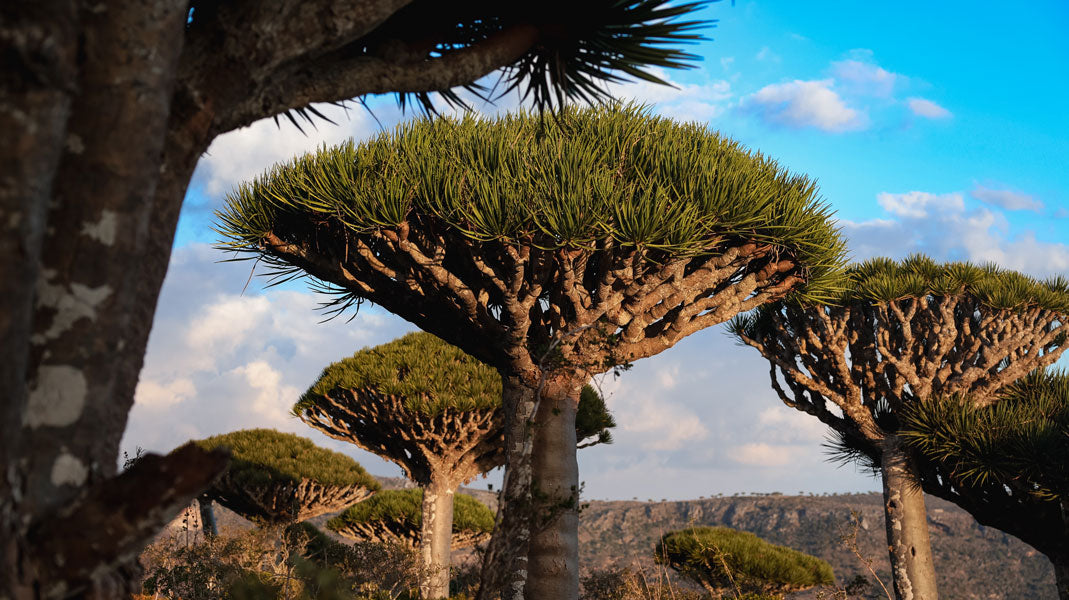 Drachenblut - Croton lechleri