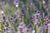 Lavendelöl bio aus Österreich Lavandula angustifolia