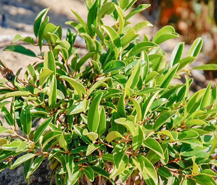 Saro bio