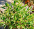 Saro bio