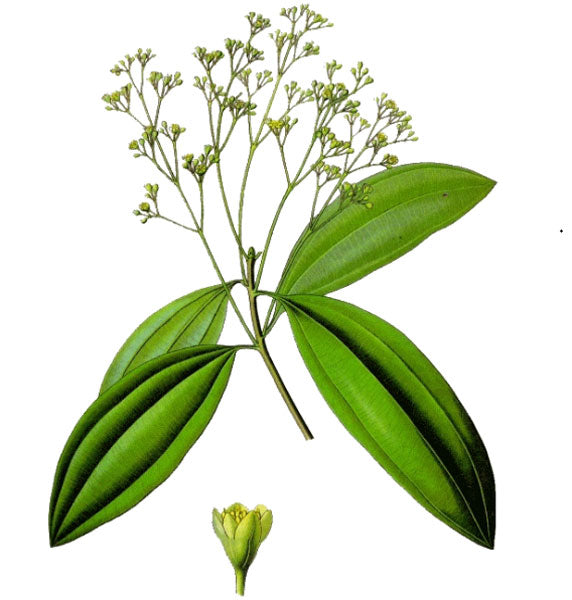 Saro bio