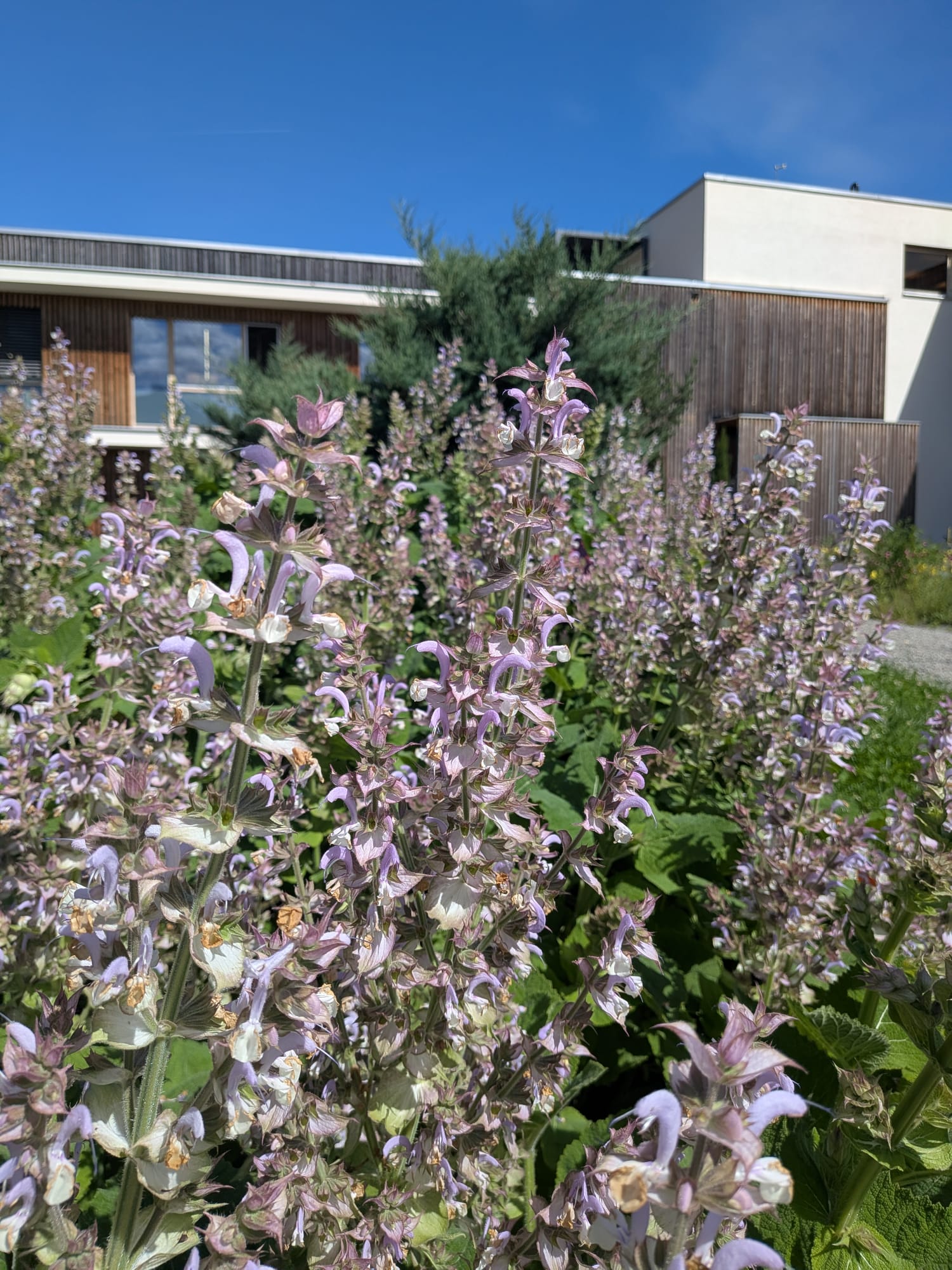 Muskatellersalbeiöl Salvia sclarea