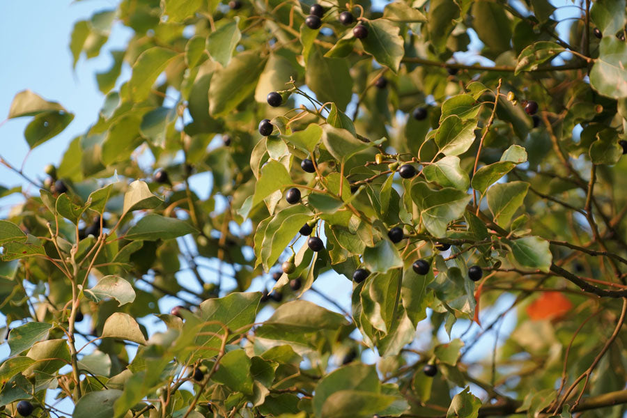 Amyrisöl (Sandelholz west) Amyris balsamifera
