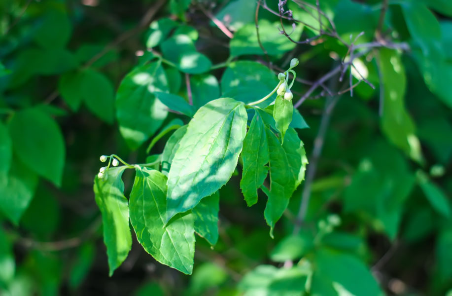 Amyrisöl (Sandelholz west) Amyris balsamifera