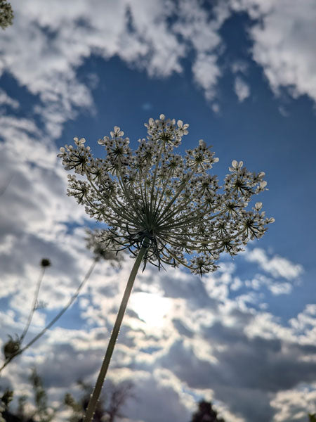 Karottensamenöl 10:90 in Jojoba Daucus carota