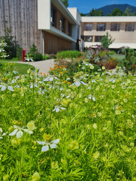 Schwarzkümmelöl nativ bio Nigella sativa