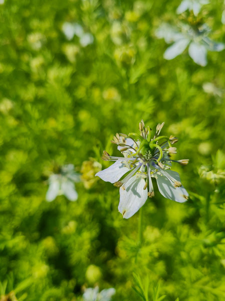 Schwarzkümmelöl nativ bio Nigella sativa