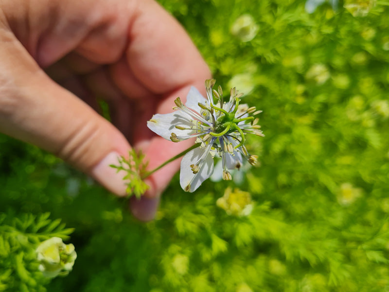 Schwarzkümmelöl SET-AKTION