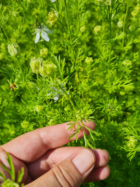 Schwarzkümmelöl nativ bio Nigella sativa