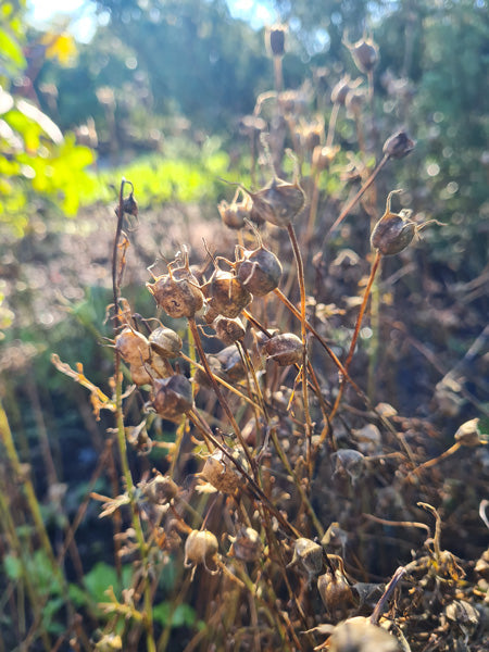 Schwarzkümmelöl nativ bio Nigella sativa