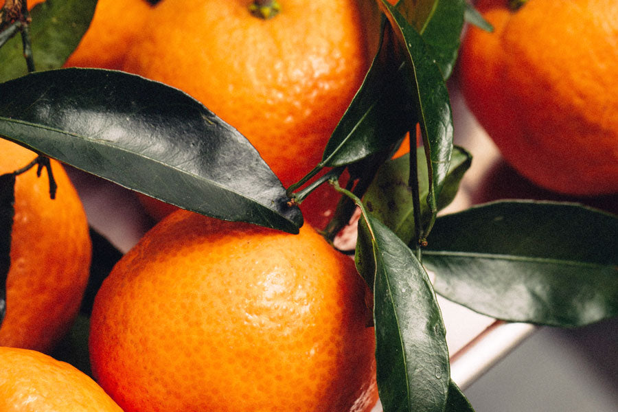 Clementinenöl bio Citrus clementina