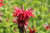 Monardenöl Ct. Geraniol Monarda fistulosa