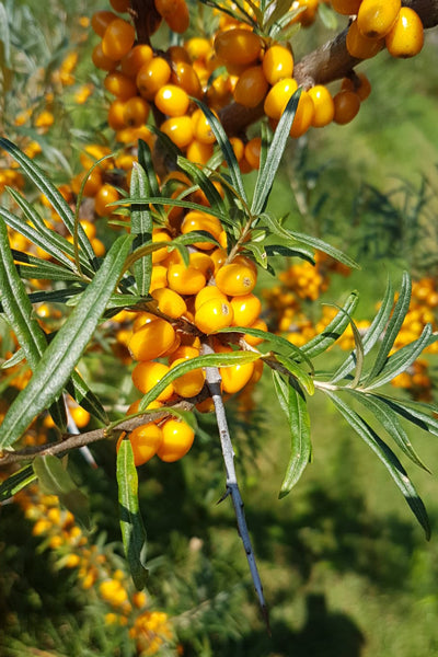 Sanddornfruchtfleischöl nativ bio Hippophae rhamnoides