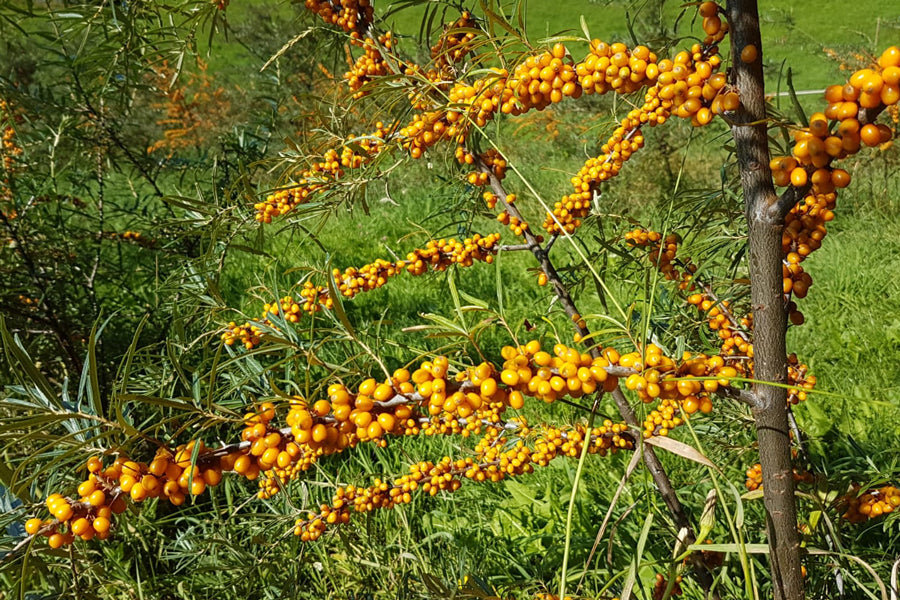 Sanddornfruchtfleischöl nativ bio aus Österreich