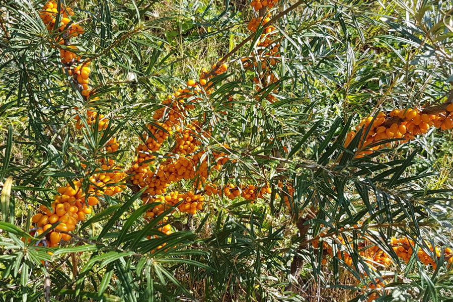 Sanddornfruchtfleischöl nativ bio aus Österreich
