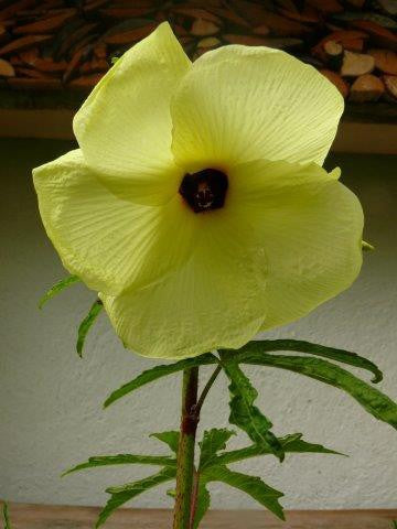 Moschuskörneröl (Ambrette) 10:90 in Jojoba Abelmoschus moschatus