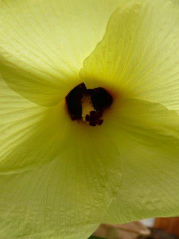 Moschuskörneröl (Ambrette) Abelmoschus moschatus