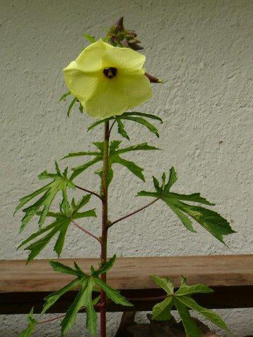 Moschuskörneröl (Ambrette) Abelmoschus moschatus