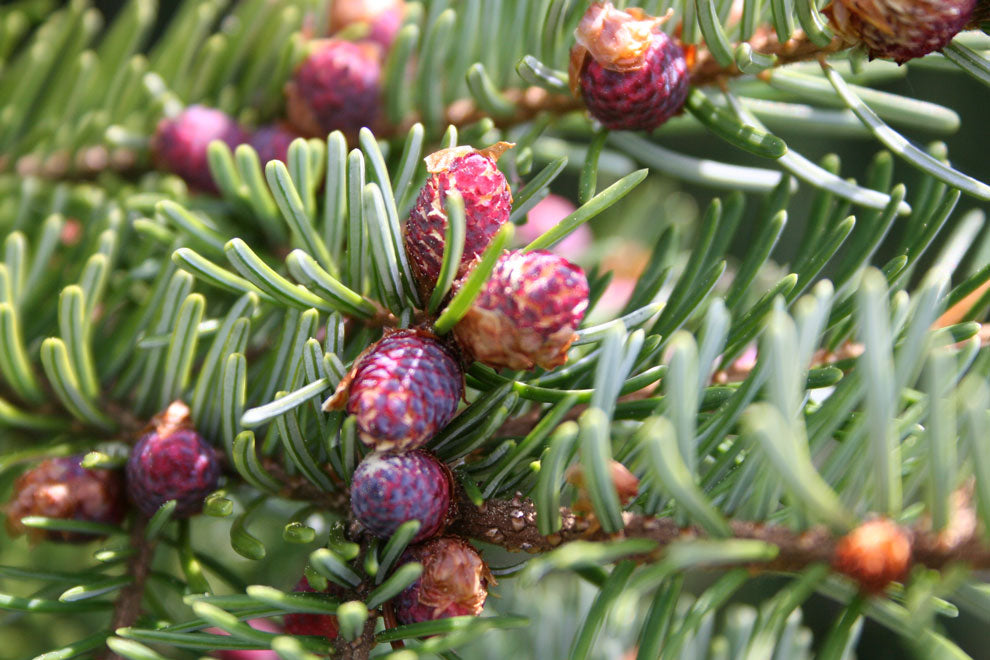 Edeltannenöl Abies alba