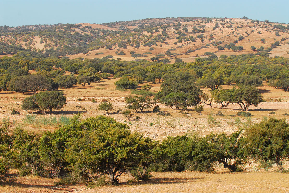 Arganöl nativ bio Argania spinosa