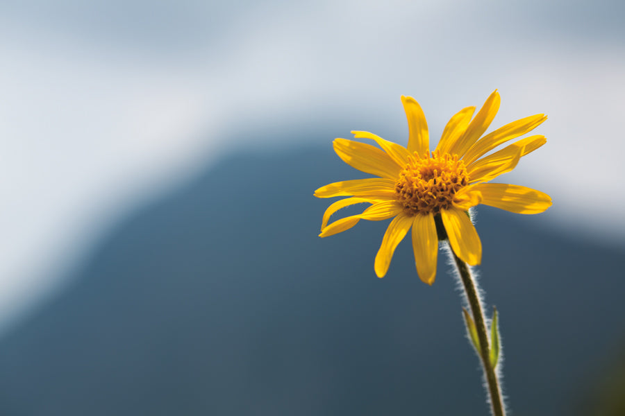 Arnikablüten CO2 Extrakt bio in Sonnenblumenöl bio