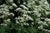 Baldrianwurzelöl Valeriana officinalis