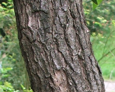 Ho-Holzöl (Ct. Linalool) Cinnamomum camphora