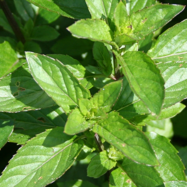 Bergamottminzenöl bio Mentha citrata