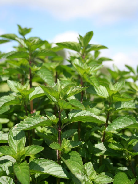 Bergamottminzenöl bio Mentha citrata