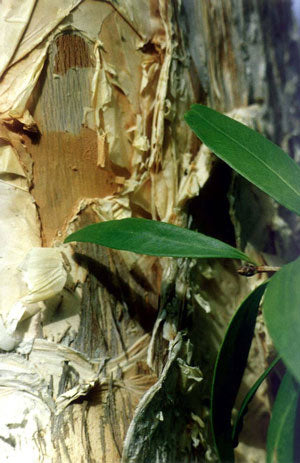 Cajeputöl Wildwuchs Melaleuca leucadendra