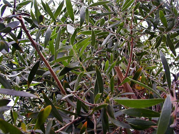 Cajeputöl Wildwuchs Melaleuca leucadendra